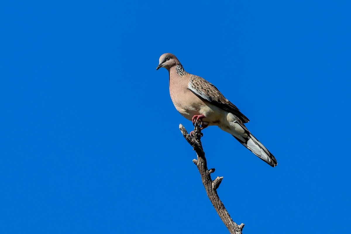Spotted Dove - ML619873432