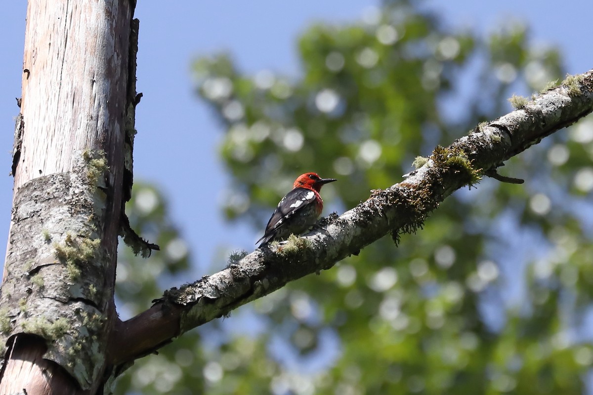 Red-breasted Sapsucker - ML619873438