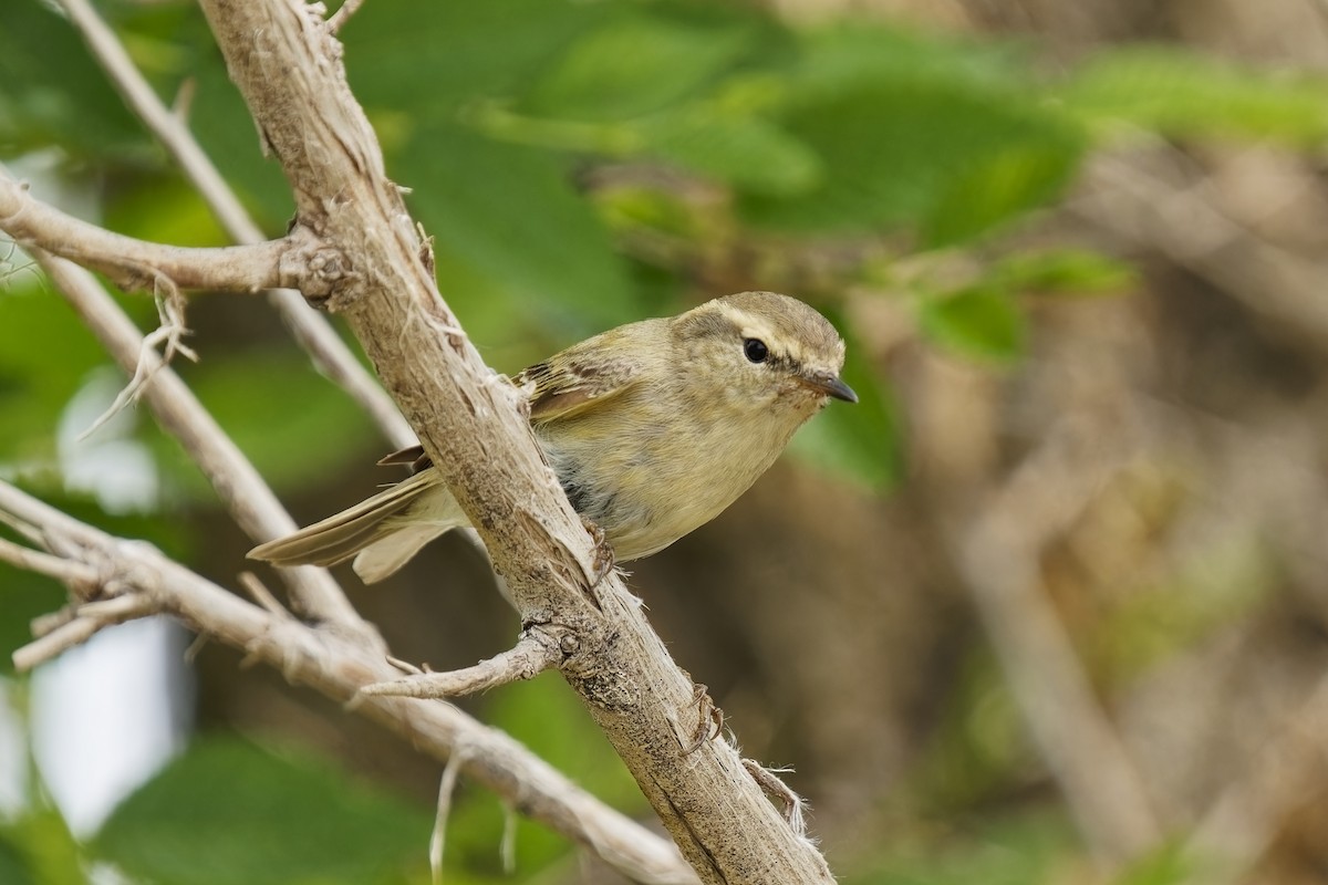 Hume's Warbler - ML619873443