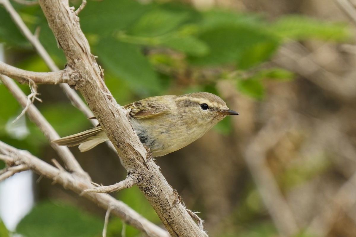 Hume's Warbler - ML619873444