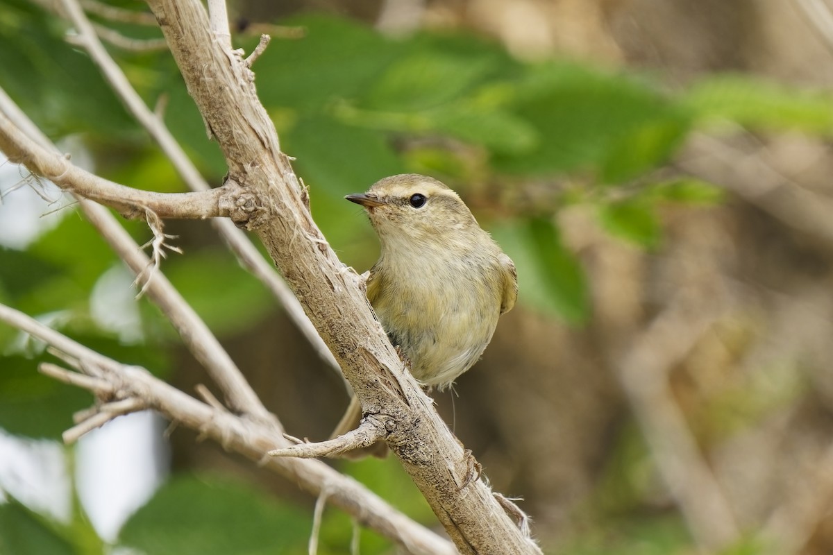 Hume's Warbler - ML619873445