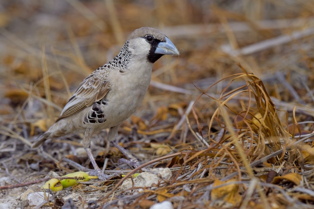 Sociable Weaver - ML619873473