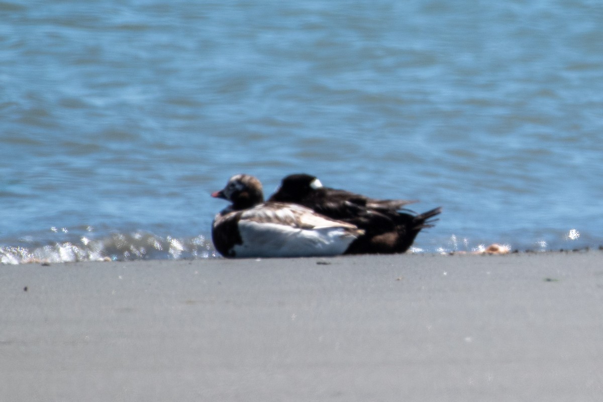 Long-tailed Duck - ML619873478
