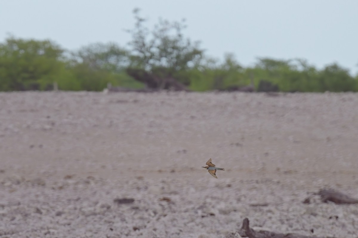 European Bee-eater - ML619873482