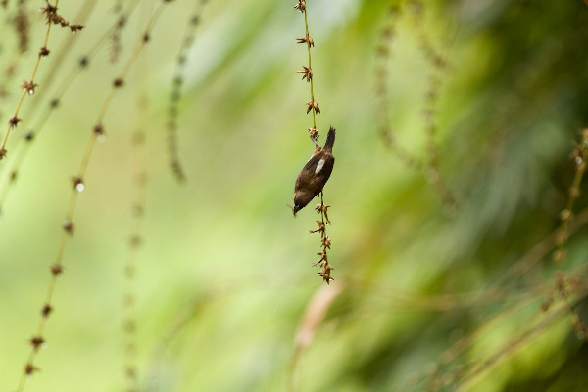 White-rumped Munia - ML619873484