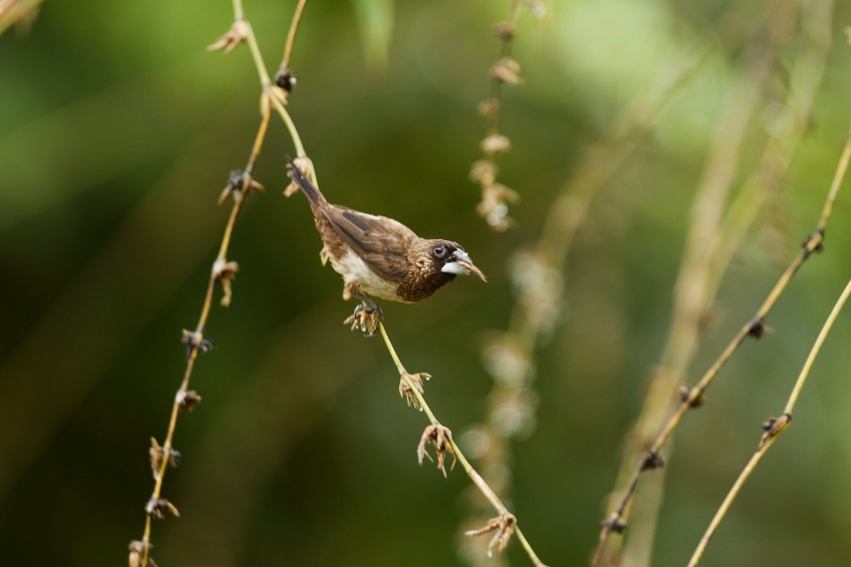 White-rumped Munia - ML619873485