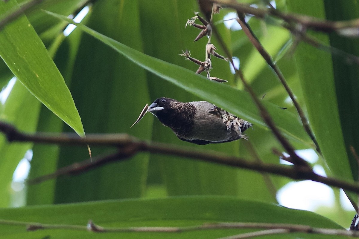 White-rumped Munia - ML619873486