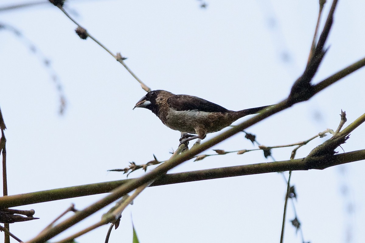 White-rumped Munia - ML619873487