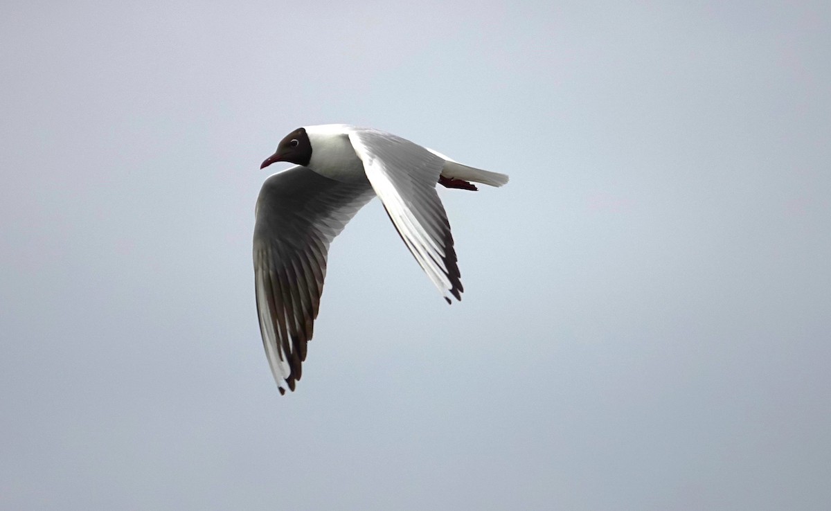 Black-headed Gull - ML619873506