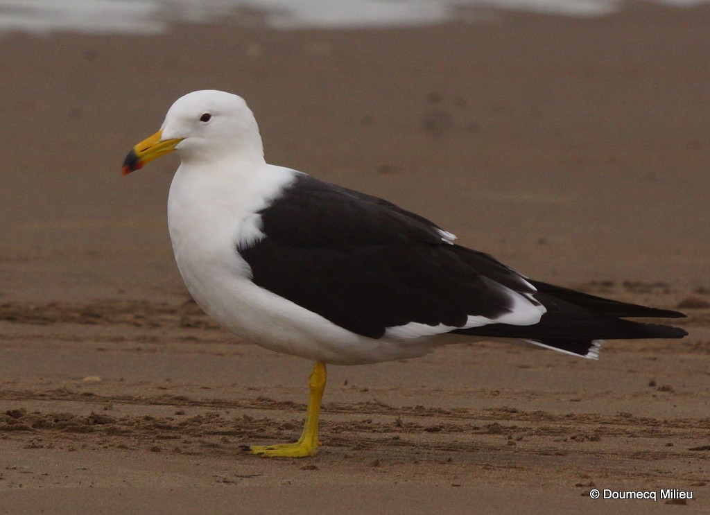 Olrog's Gull - Ricardo  Doumecq Milieu