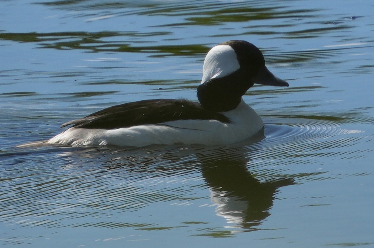 Bufflehead - ML619873516