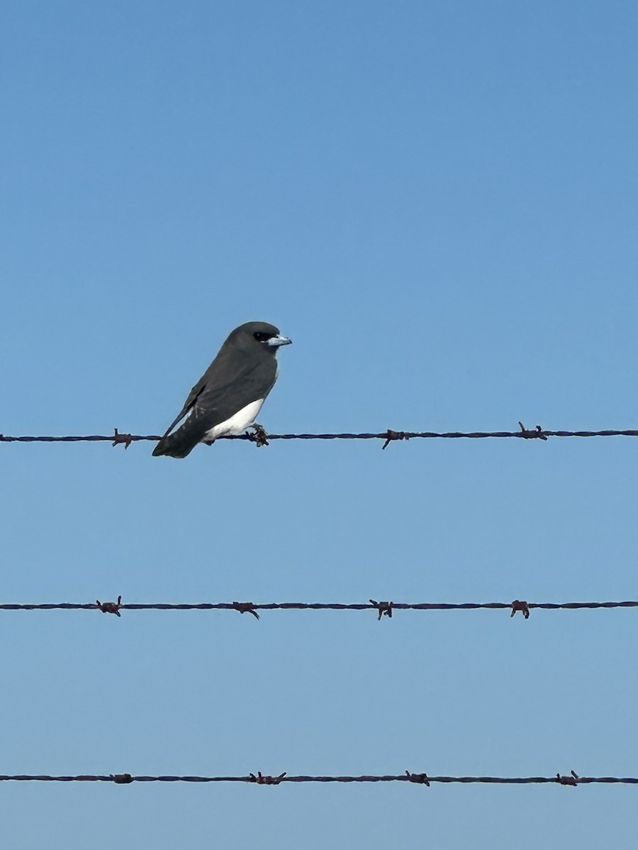 White-breasted Woodswallow - ML619873518