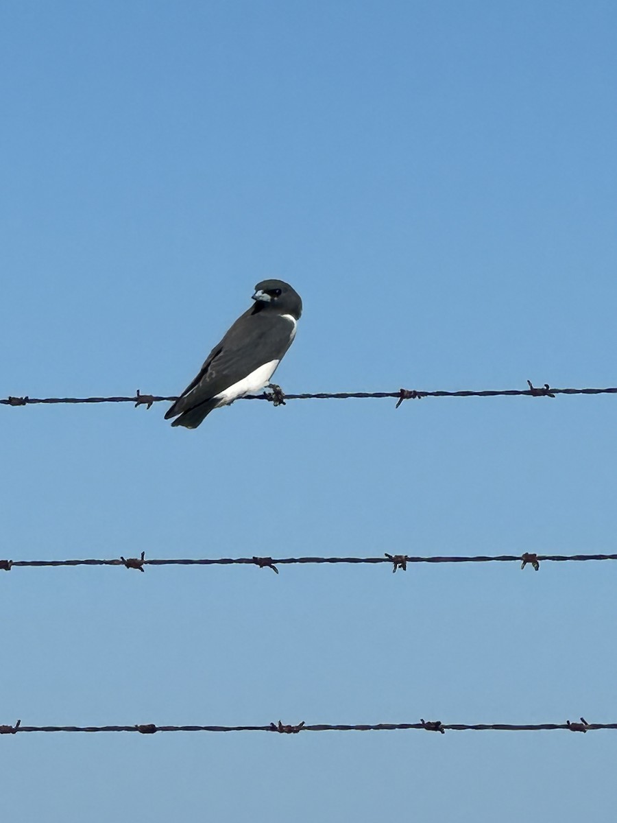 White-breasted Woodswallow - ML619873519