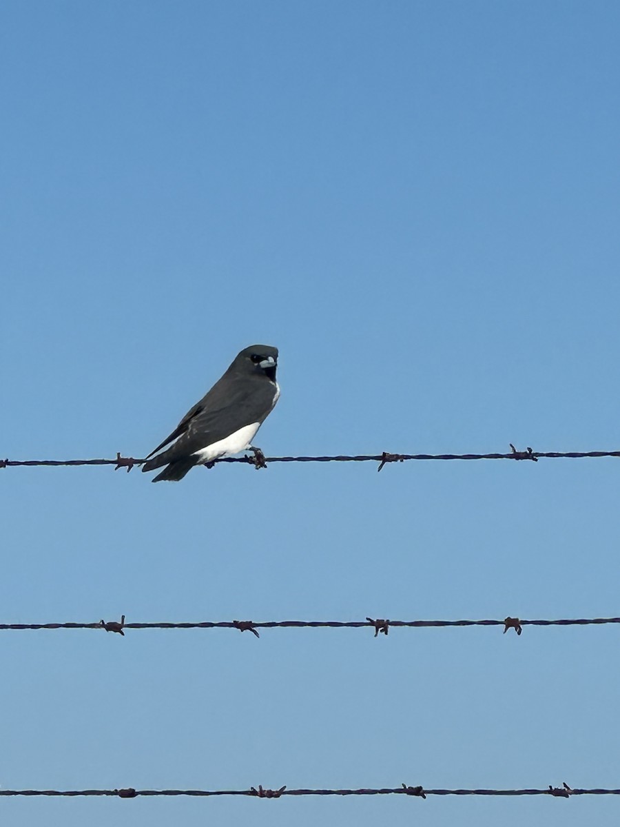 White-breasted Woodswallow - ML619873520