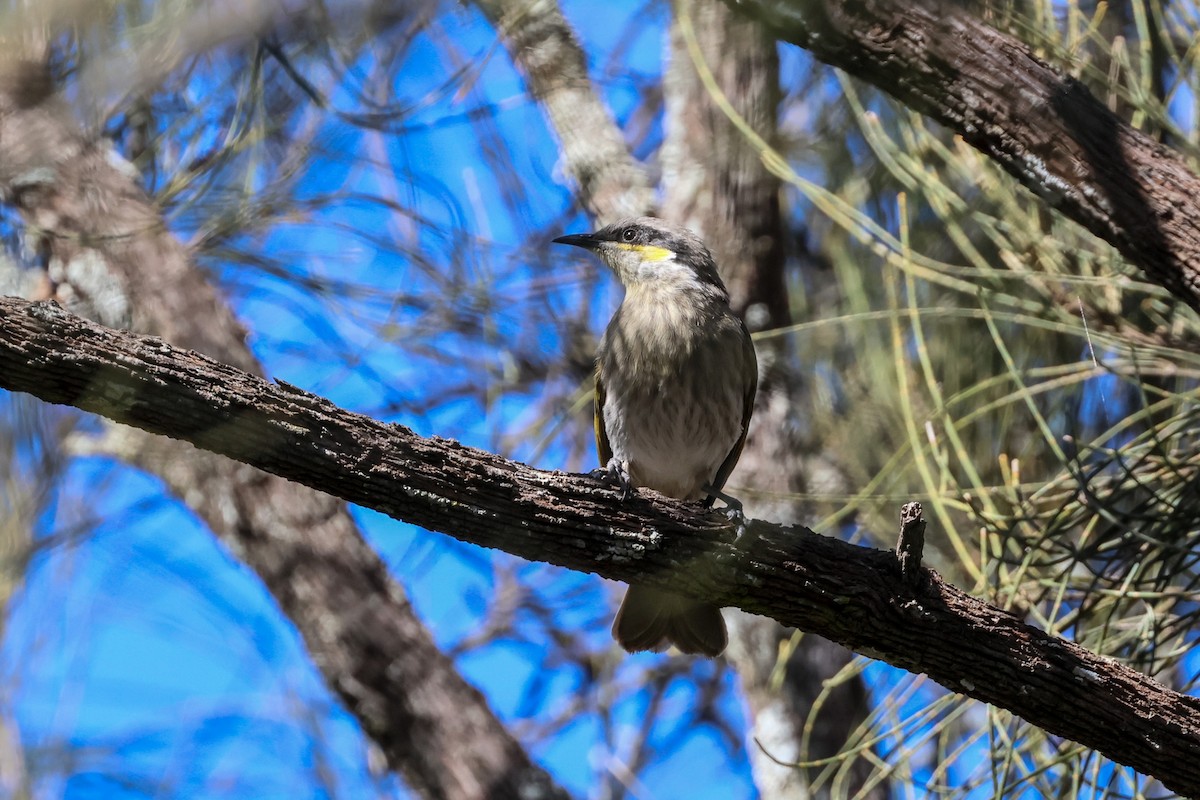 Singing Honeyeater - ML619873523