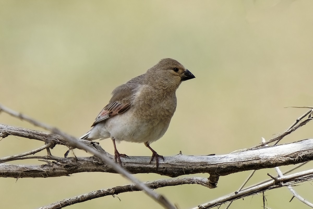 Desert Finch - ML619873527