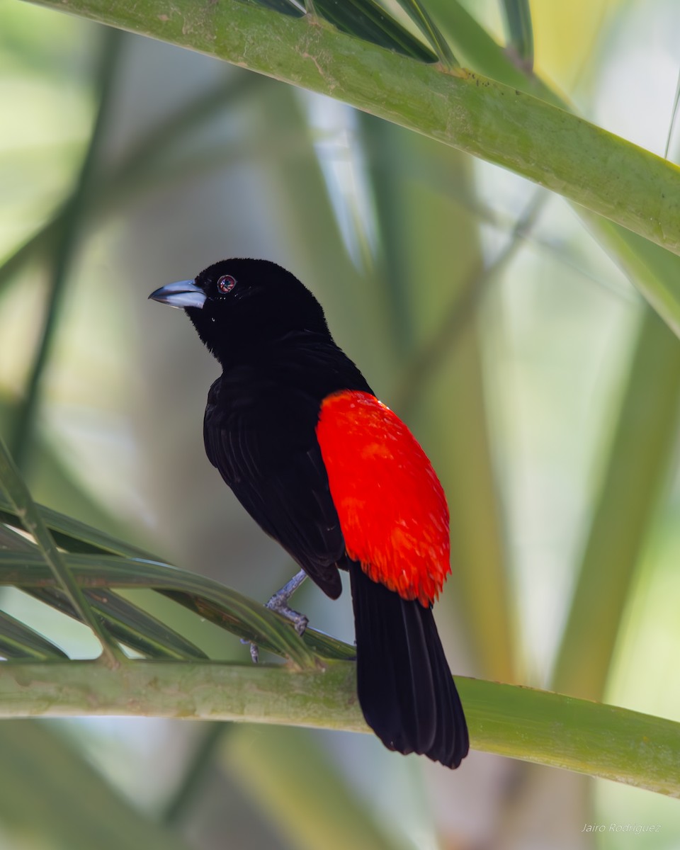 Scarlet-rumped Tanager - ML619873532