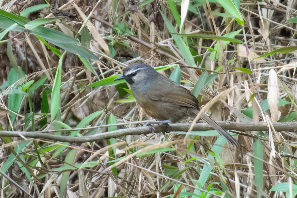 Banasura Laughingthrush - ML619873556