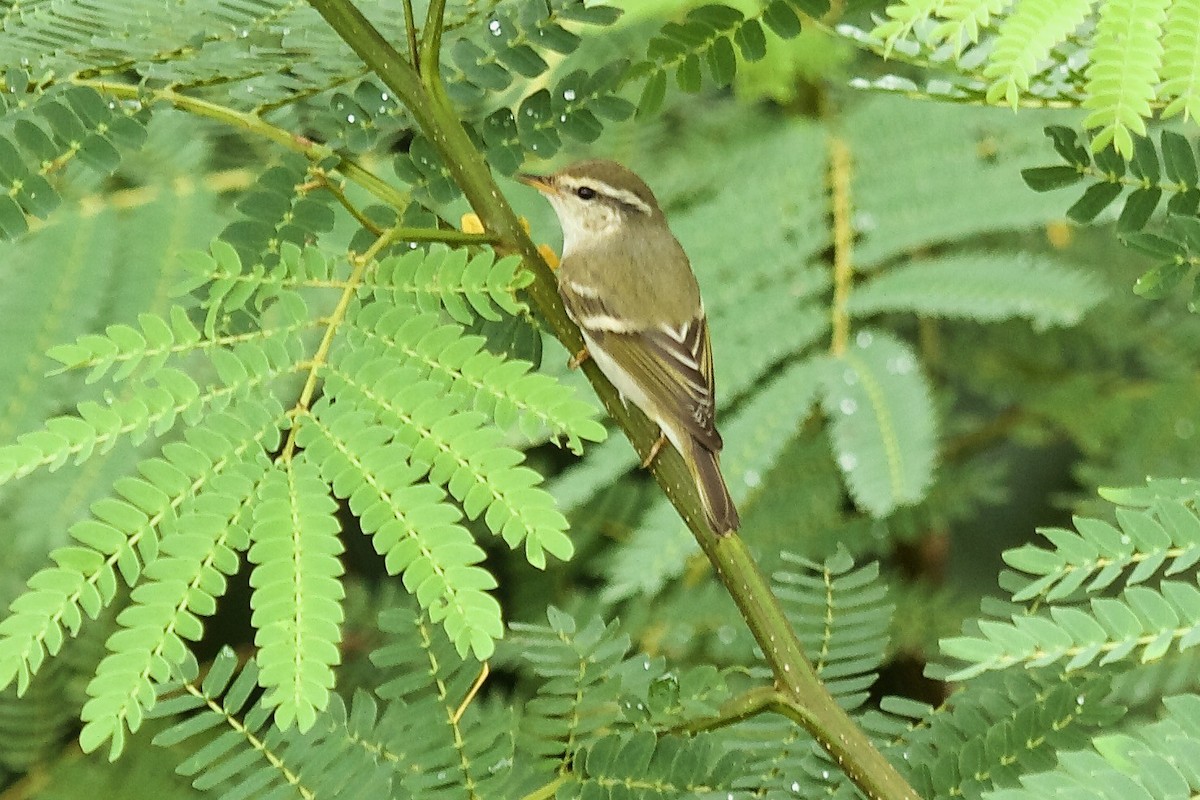 Yellow-browed Warbler - ML619873569