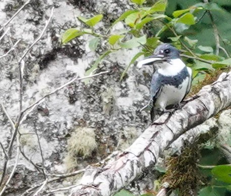 Belted Kingfisher - ML619873576