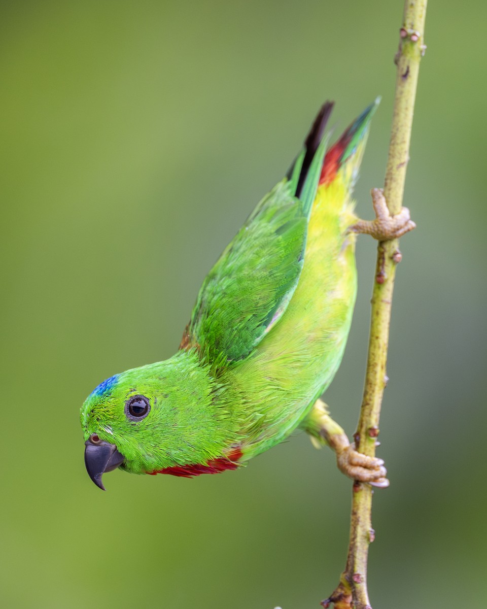 Blue-crowned Hanging-Parrot - ML619873586