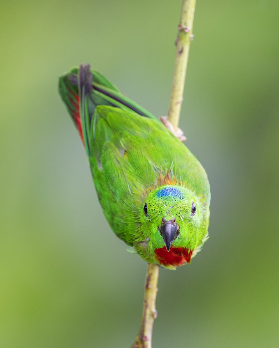 Blue-crowned Hanging-Parrot - ML619873587