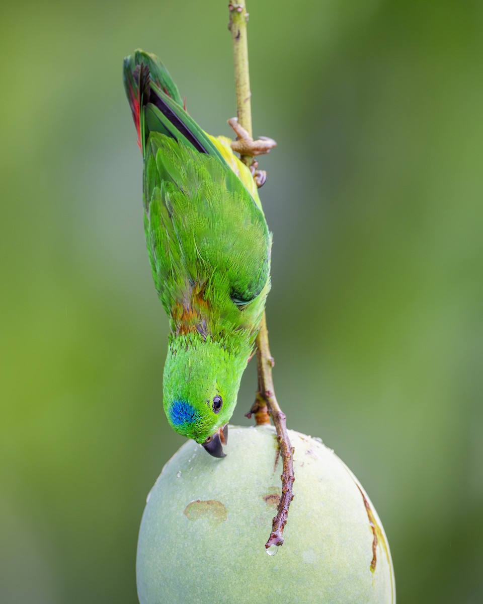 Blue-crowned Hanging-Parrot - ML619873589