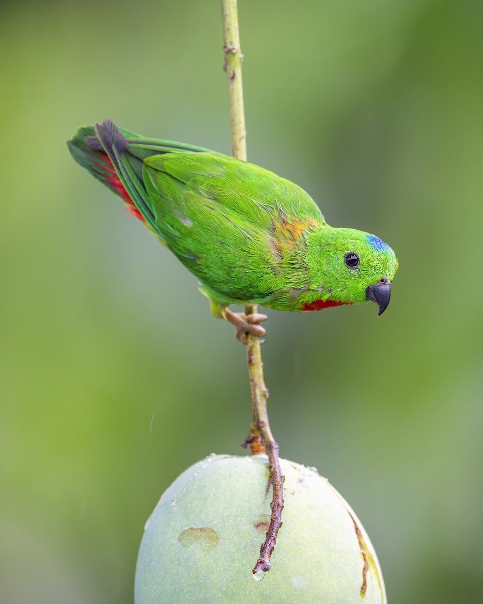 Blue-crowned Hanging-Parrot - ML619873590
