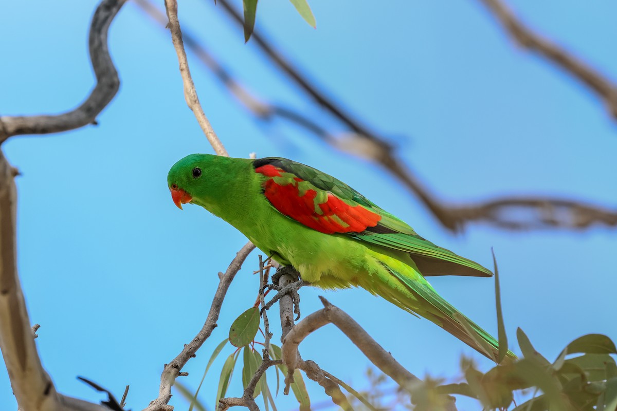 Папужець-червонокрил австралійський - ML619873621