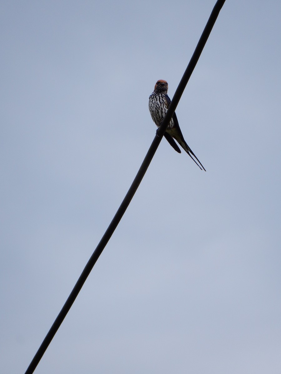 Lesser Striped Swallow - ML619873625