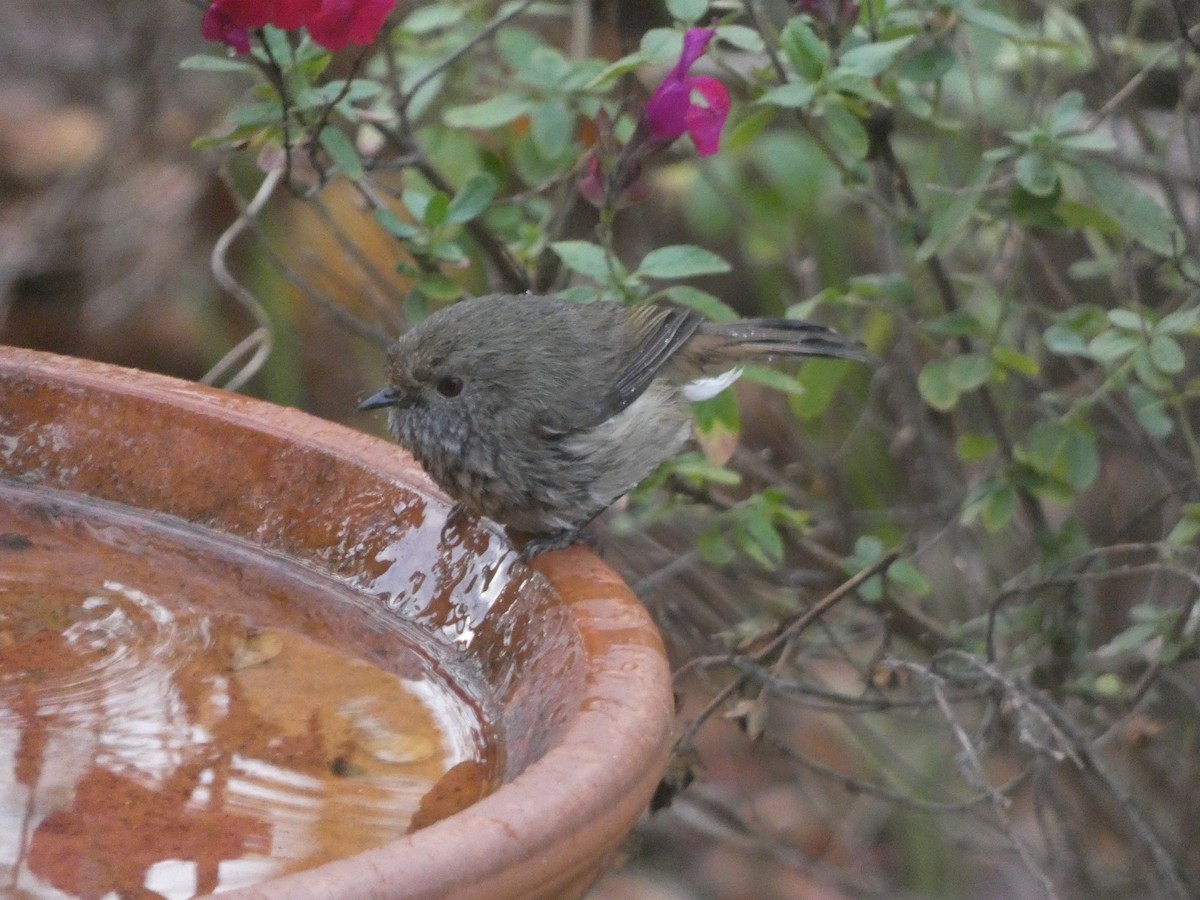 Brown Thornbill - ML619873626