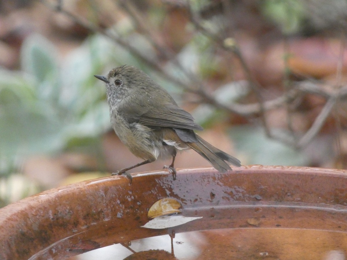 Brown Thornbill - ML619873627