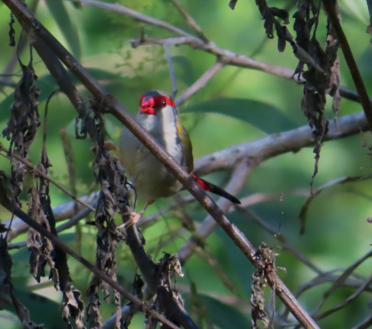 Red-browed Firetail - ML619873636