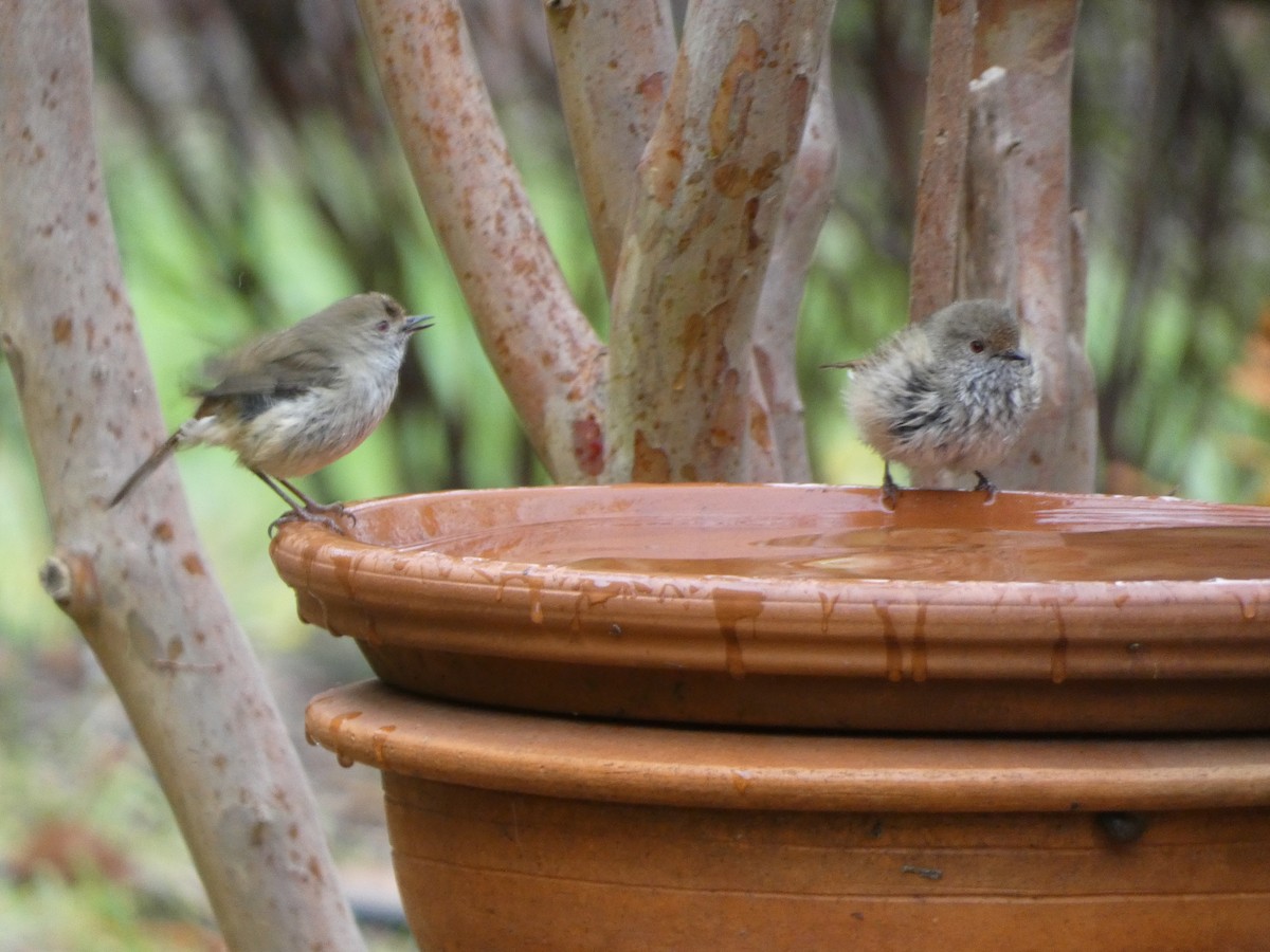 Brown Thornbill - ML619873638