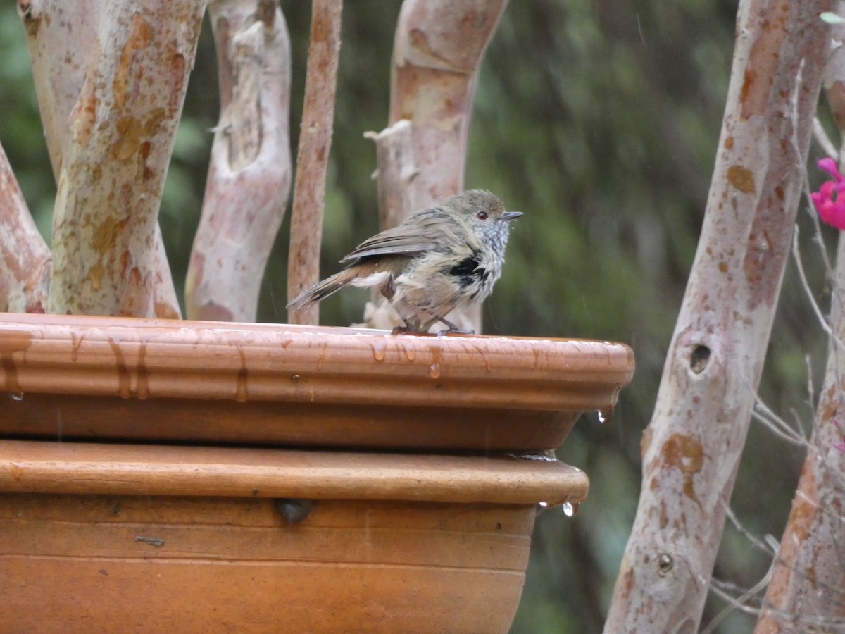 Brown Thornbill - ML619873647