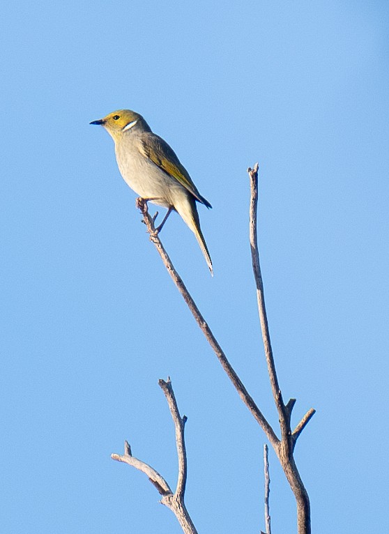 White-plumed Honeyeater - Tania Splawa-Neyman