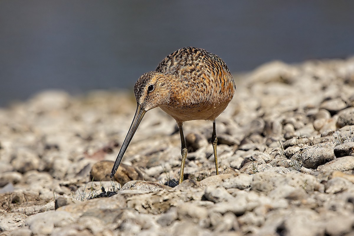 Long-billed Dowitcher - ML619873649
