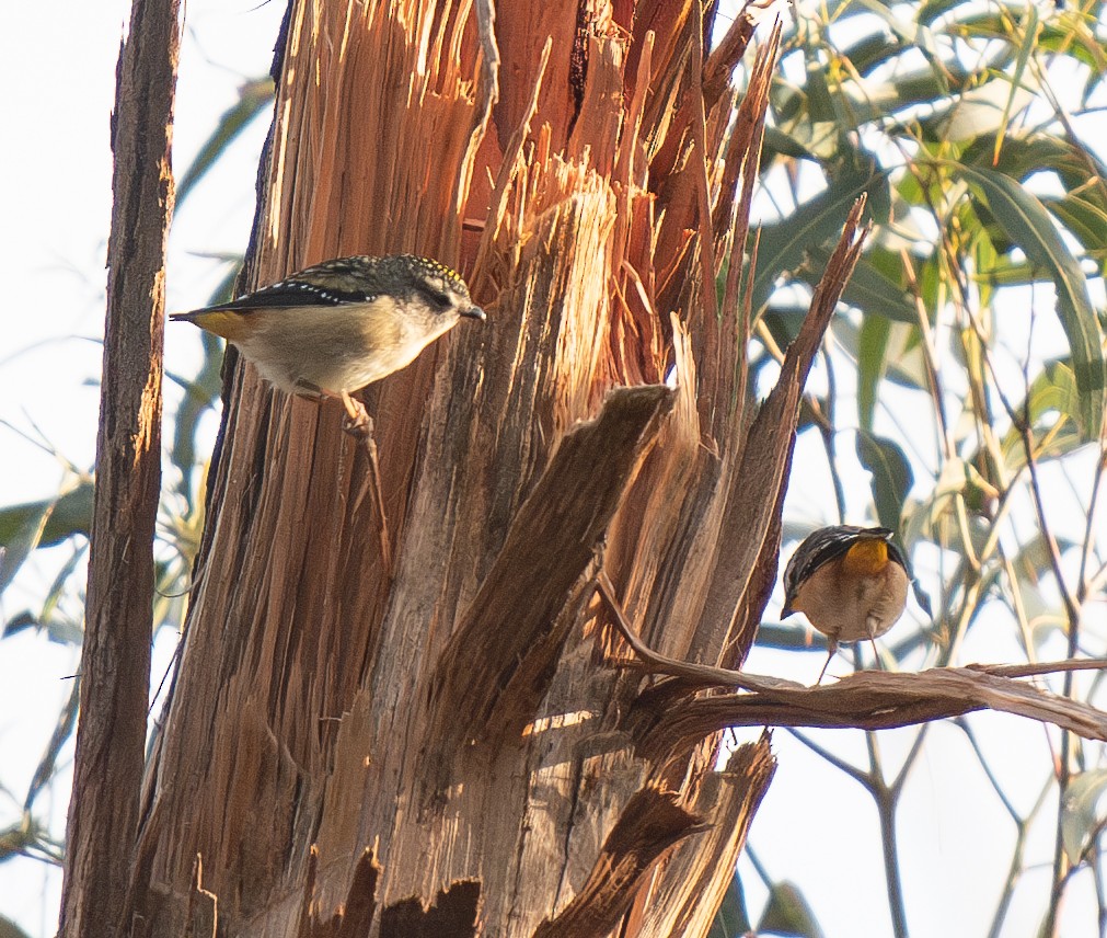 Spotted Pardalote - ML619873651