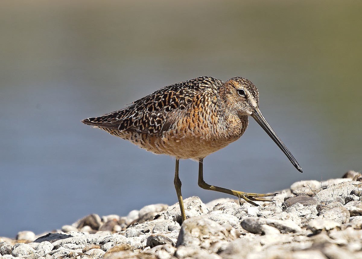 Long-billed Dowitcher - ML619873652