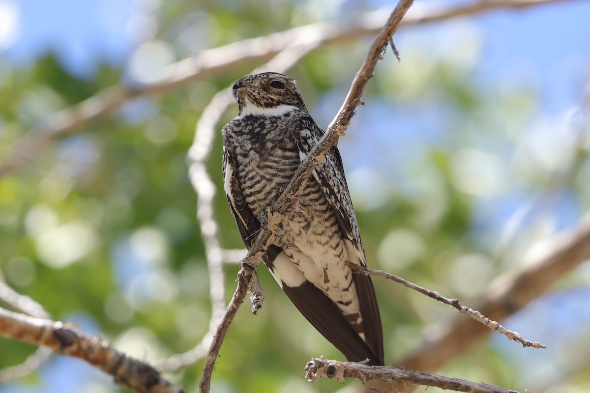 Common Nighthawk - ML619873655