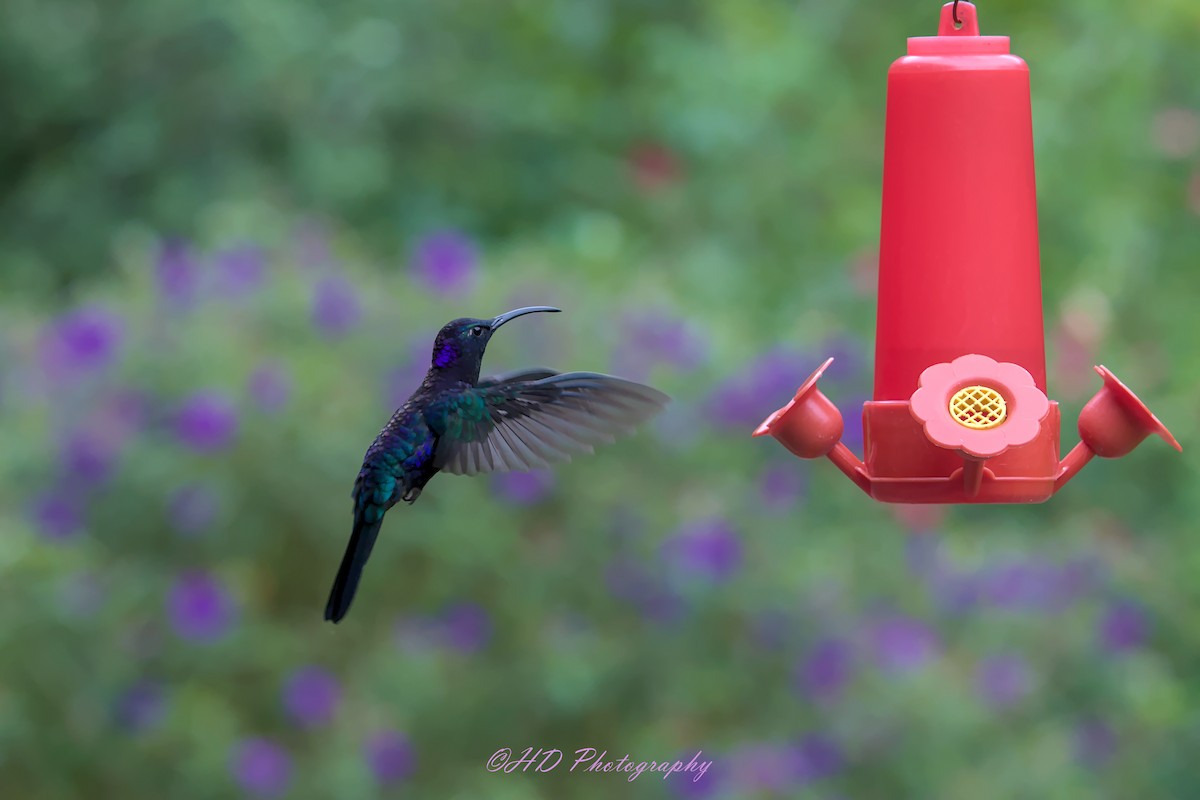 kolibřík fialkový - ML619873657