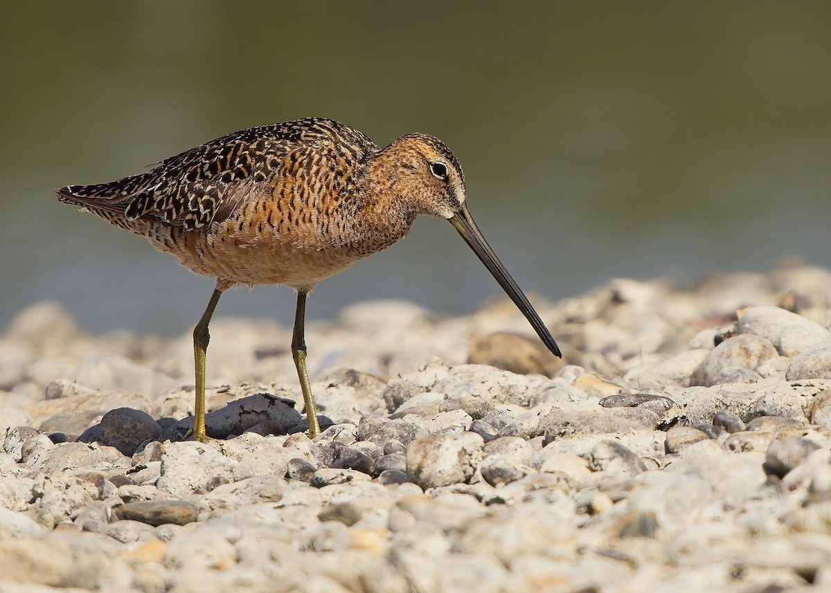 Long-billed Dowitcher - ML619873661