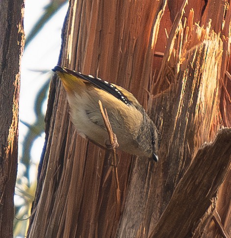 Spotted Pardalote - ML619873664