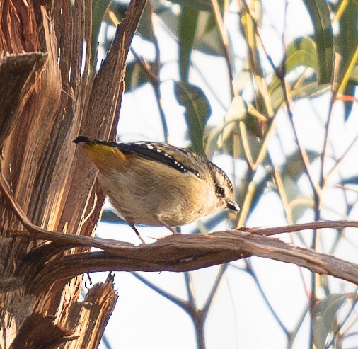 Spotted Pardalote - ML619873665
