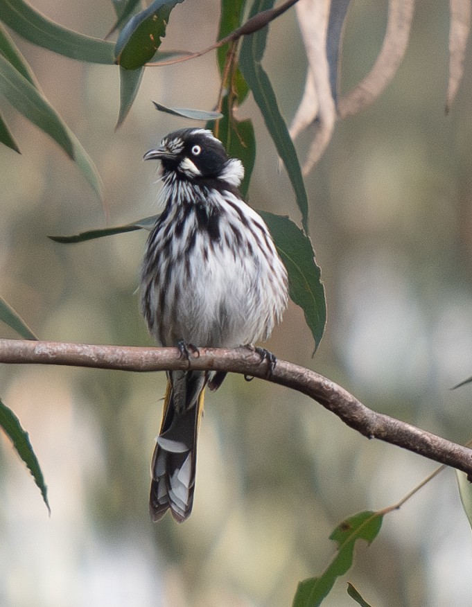 New Holland Honeyeater - ML619873668