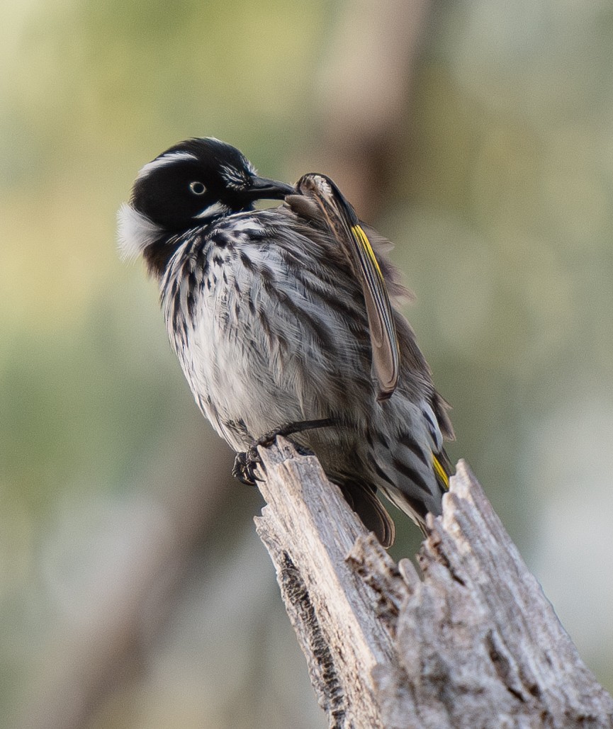 New Holland Honeyeater - ML619873675