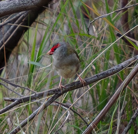 Red-browed Firetail - ML619873679