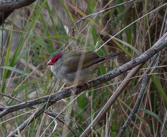 Red-browed Firetail - ML619873680