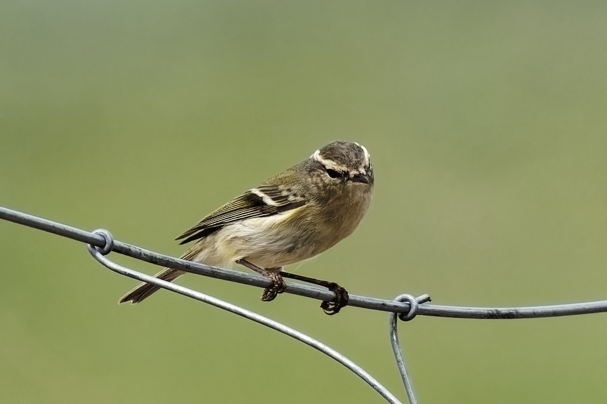 Hume's Warbler - ML619873696