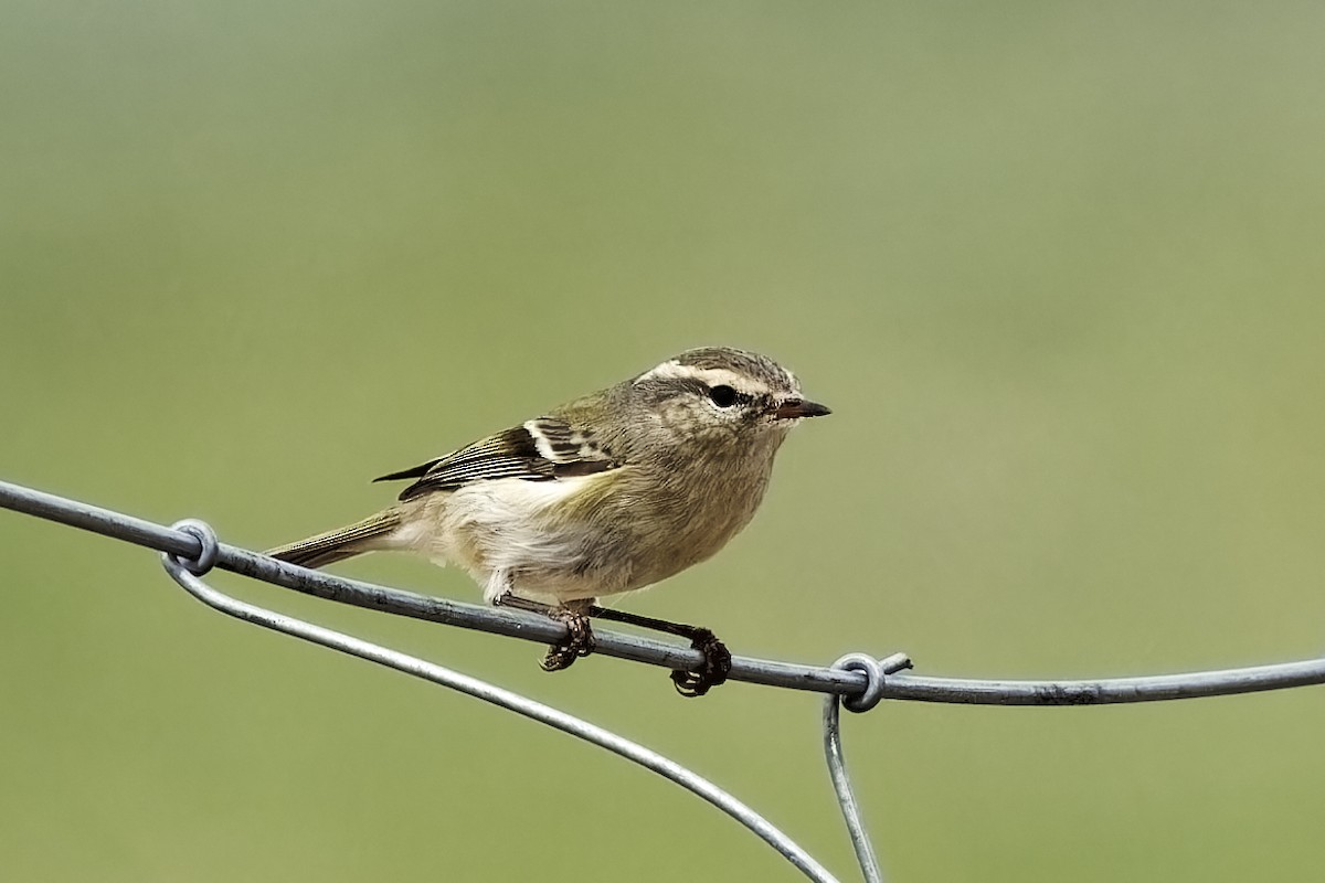 Hume's Warbler - ML619873697